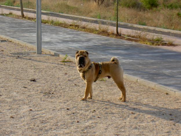 SHAR-PEI camada