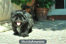 Shih Tzu de Calidad color Negro!