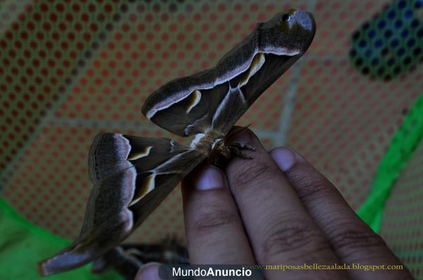 Orugas Mariposas Exóticas