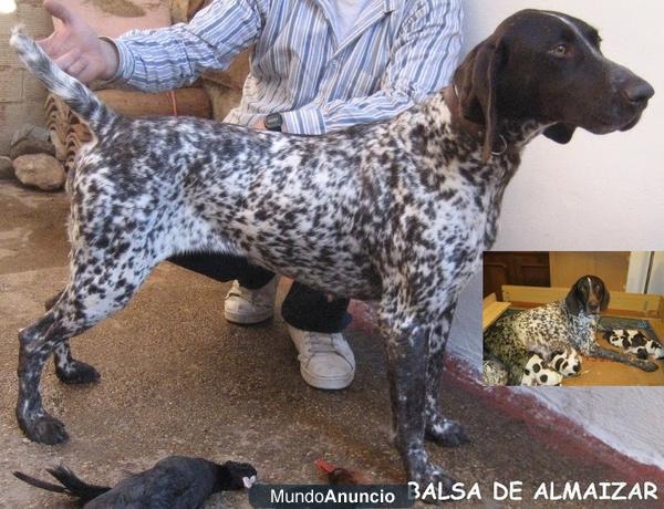 BRACOS ALEMANES CACHORROS