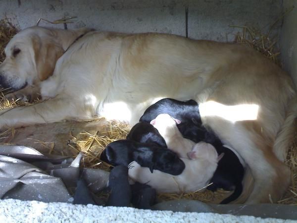 cachorros de labrador