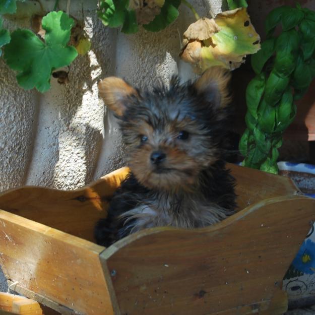 Cachorros de Yorkshire toy, de fabulosa calidad, listos para entregarse