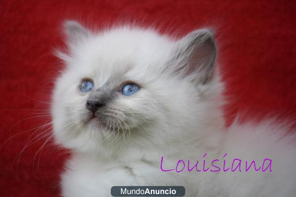 Gatitos Ragdoll: Excelente pedigree