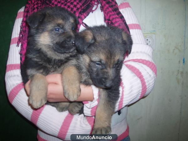 Impresionantes cachorros de Pastor Aleman