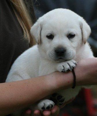 Labrador Retriever cachorro para la venta