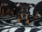 MINI PINSCHER EN BARCELONA CENTRO 345 - mejor precio | unprecio.es