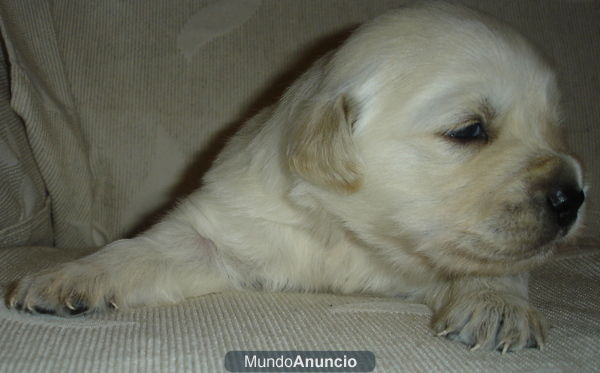 preciosos cachorros de golden retriever