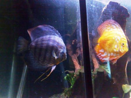 VENDO PAaeja de peces Disco con Steatocranus Casuarius y Betta Splendens rojo con hembras.