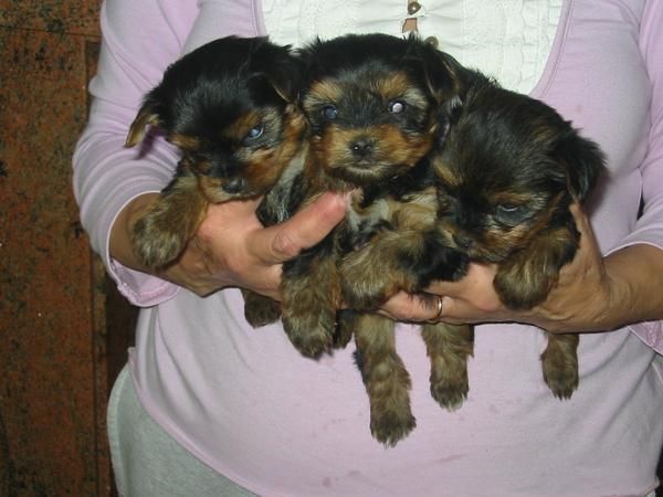 Yorkshire terrier,cachorros,machos y hembras,pedigree.