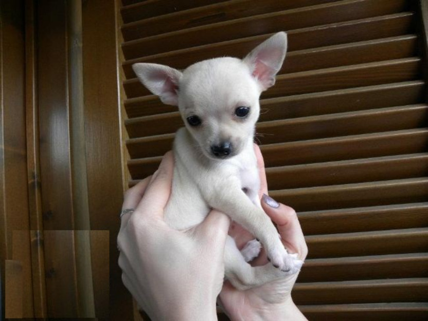 3 Chihuahua de tamaño mini blanca y marrones.