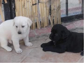 ¡¡OFERTA LABRADORES A 200 EUROS!! IDEALES PARA NIÑ@S.