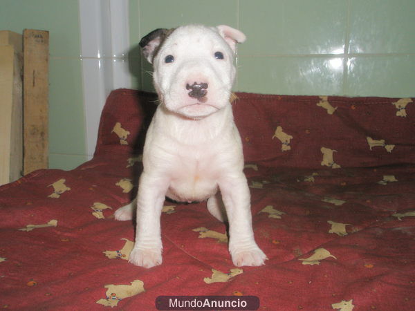 BOXER, COCKER INLGES, YORKSHIRE TERRIER TOY, CANICHE TOY, PIT BULL, PASTOR ALEMAN,PERROS DE AGUA, ROTTWEILER, FOX TERRIE