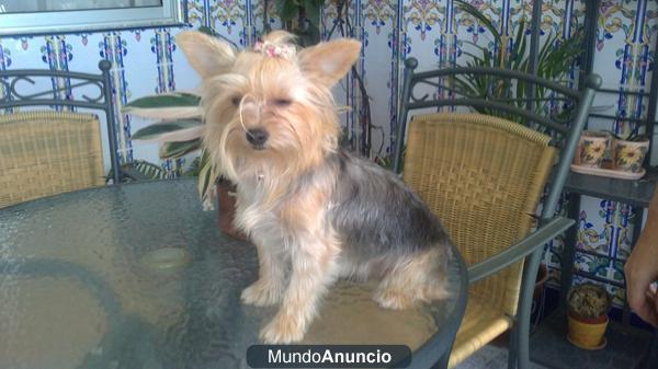 Cachorro de Yorkshire Terrier.