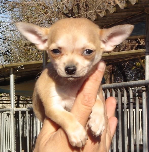 CACHORROS DE CHIHUAHUA