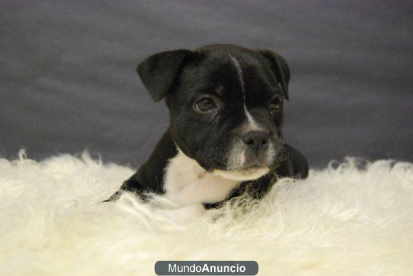 Camada de Staffordshire bull terrier , entregamos con dos meses