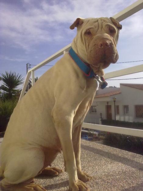 sharpei monta