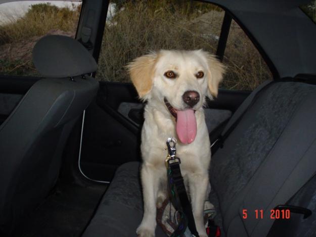 BLANCA. Preciosa golden retrieveer.