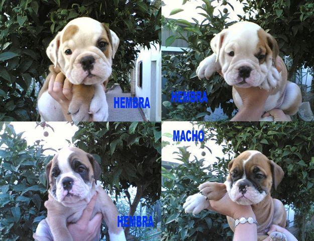 BULLDOG INGLES EXCELENTE CAMADA ULTIMOS CACHORROS DISPONIBLES