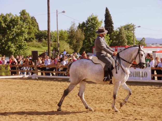 CABALLO ESPAÑOL