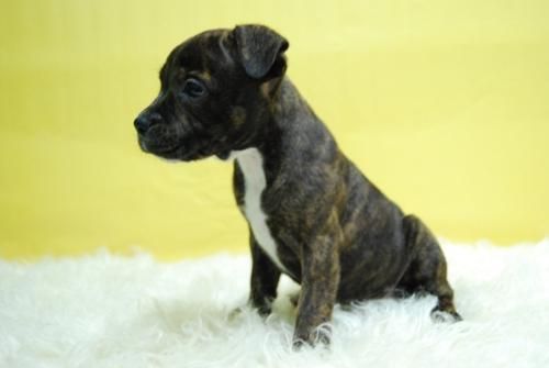 cachorretes de stanforshire bullterrier