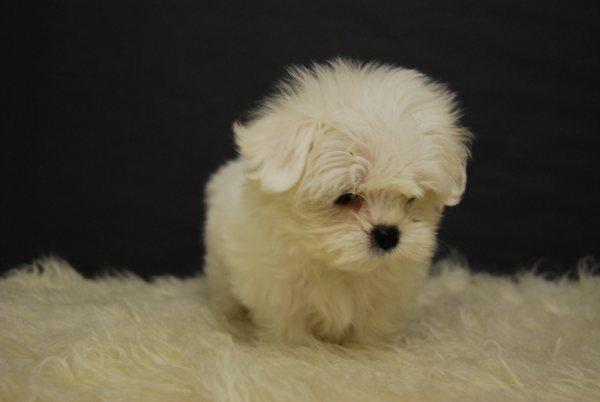 Cachorros de Bichon Maltes, talla miniatura