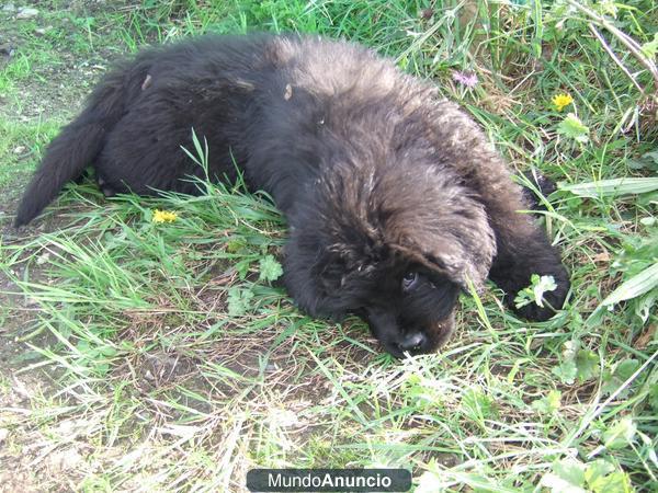 cachorros de terranova con 2 meses