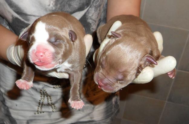 CAMADA DE AMERICAN BULLY 100%GOTTYLINNE