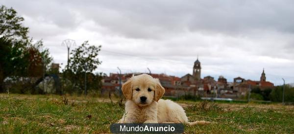 camada de Golden retriever:machos y hembras muy bonitos; excelente genetica