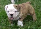 Excelente Bulldog Inglés cachorros disponibles - mejor precio | unprecio.es