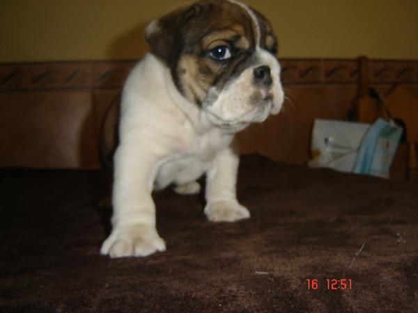 IMPRESIONANTE CACHORRO DE BULLDOG INGLES