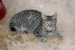 Valky. gata en una protectora a punto de cerrar