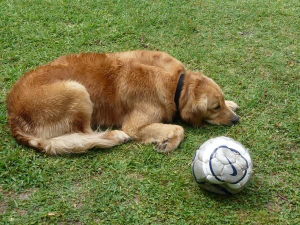 Vendo boli Sporting-Barsa