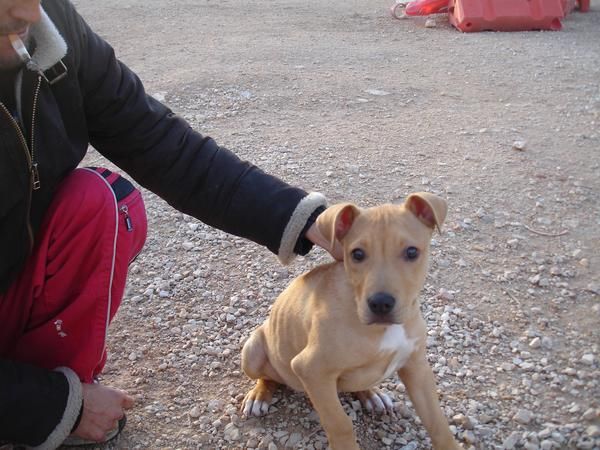 Vendo cachorro pit bull pedigree -300 euros