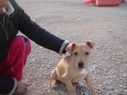 Vendo cachorro pit bull pedigree -300 euros - mejor precio | unprecio.es