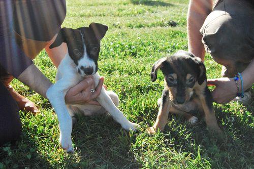 BADHI Y BUDHI, dos pequeñines buscando hogar