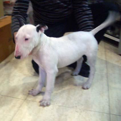 bullterrier mini