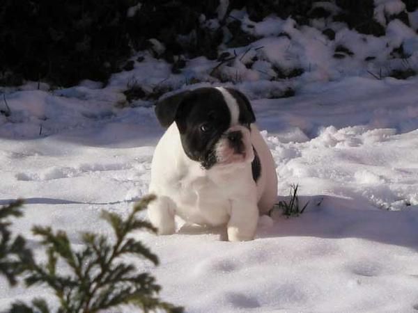 Camada Bulldog Francés 390  (Oportunidad snow)