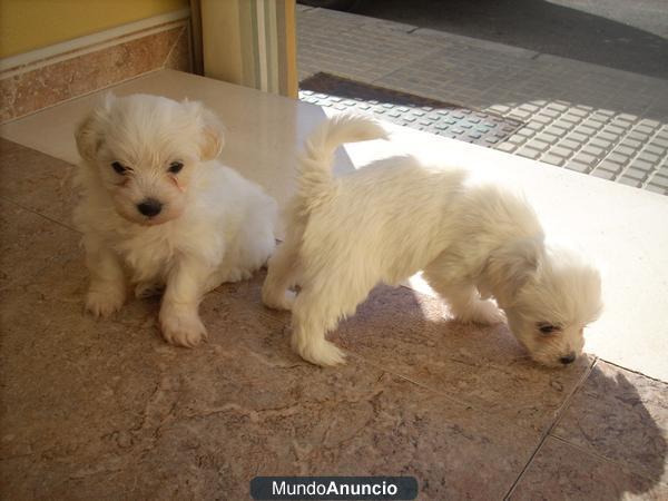 CAMADA DE BICHON MALTES