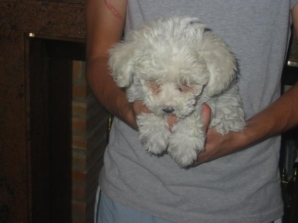 Caniche enana,blanca,cachorra dos meses.