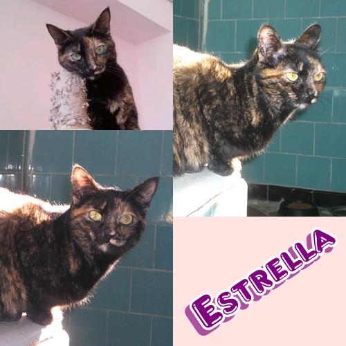 ESTRELLA. La gatita aventurera sigue esperando una adopción.