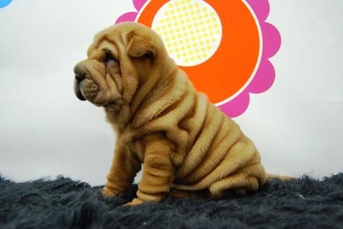 shar pei, maravillosos ejemplares color marron