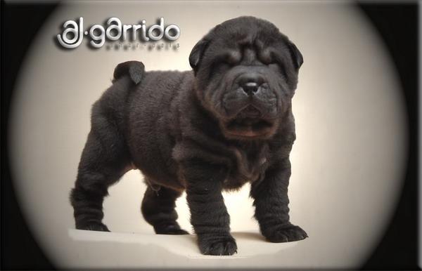 sharpei ajgarrido´s