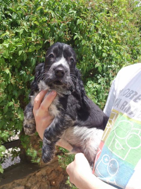 ultimo cachorro cocker spaniel