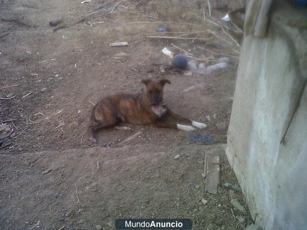 Regalo perrita Fiel y cariñosa