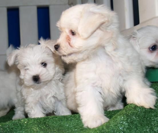 Cachorros de Bichon Maltes Pura Raza y economicos