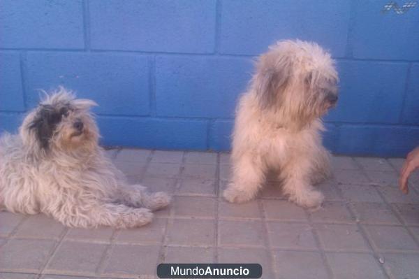 DOS PELUCHES madre e hijo abandonados en la calle