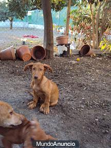 Este cachorro es Aron y pronto se le acabaran sus ganas de vivir