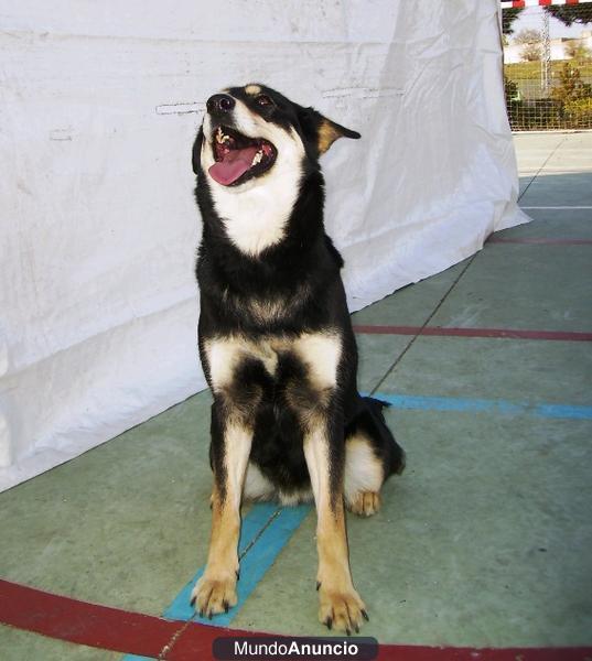 MARA, PERRITA CON MUY BUEN CARÁCTER EN ADOPCIÓN