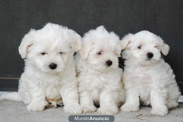 Bichón Maltés, cachorros maravillosos