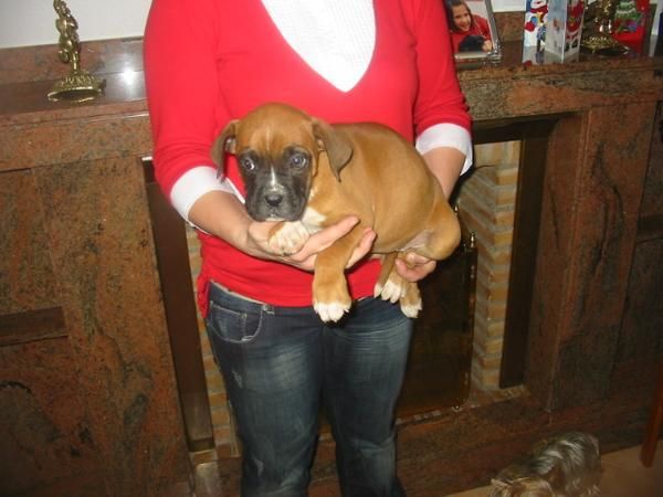 Boxer,cachorros,dorados con blanco.Pedigree.